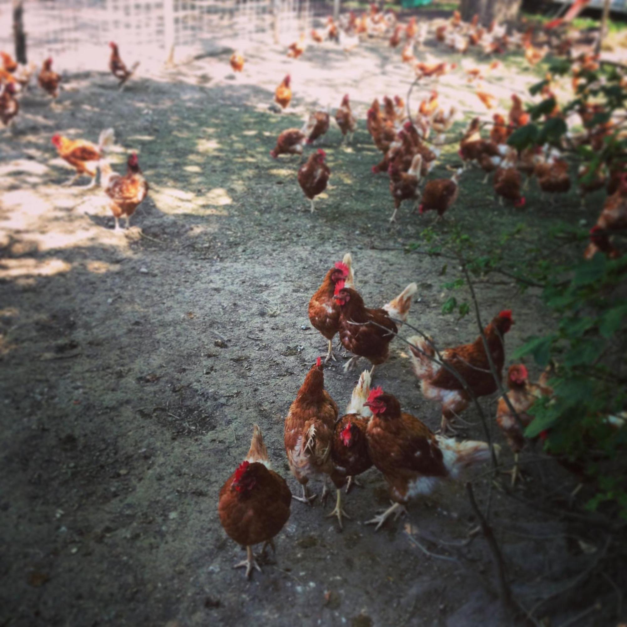 Отель La Ferme Du Lignon Vernier Экстерьер фото